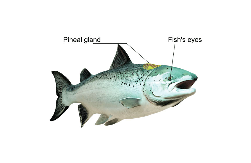 Omni or Directional? The Best Choice for Your Fish Farming Needs