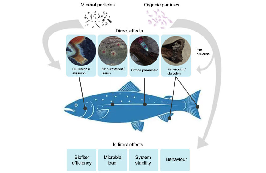 The Importance of Gill Health in Sustainable Salmon Aquaculture