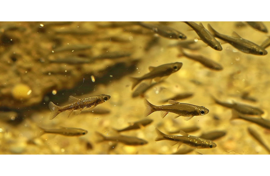 Light Your Way to Profitable Fish Farming with LEDs